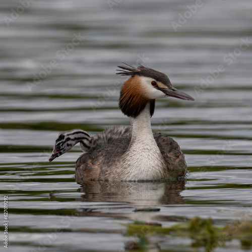 Great Crested Grebe and its young chick out for a swim in Home Park