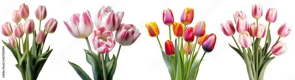 Obraz premium Set of tulips/flowers. Bouquet of pink, colorful and striped tulips. Isolated on a transparent background. KI.