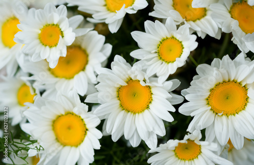 bouquet of daisies