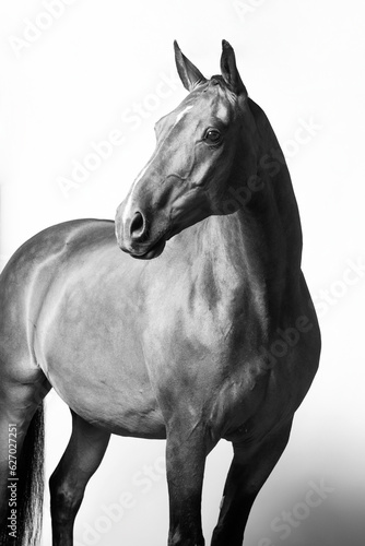 Black and white studio portrait of expressive beautiful horse with black mane and tail