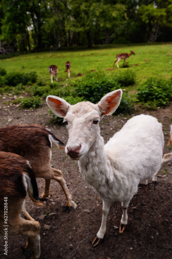 CLose-up portrait of white albino deer in reserve aviary