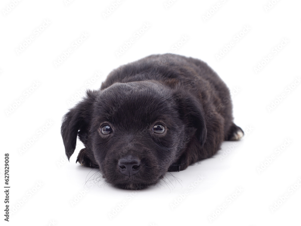 One black puppy. One black puppy.