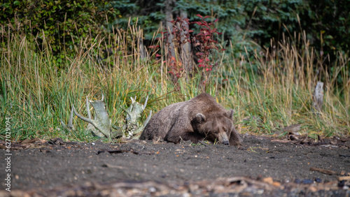 Grizzly bear  Brooks Camp  Katmai National Park  Alaska  