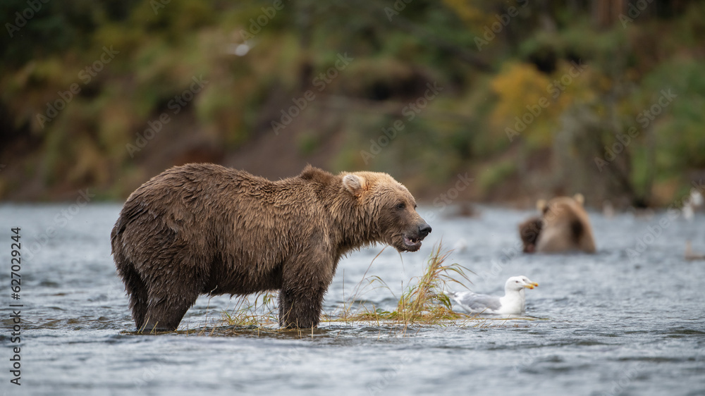 Obraz premium Grizzly bear, Brooks Camp, Katmai National Park, Alaska