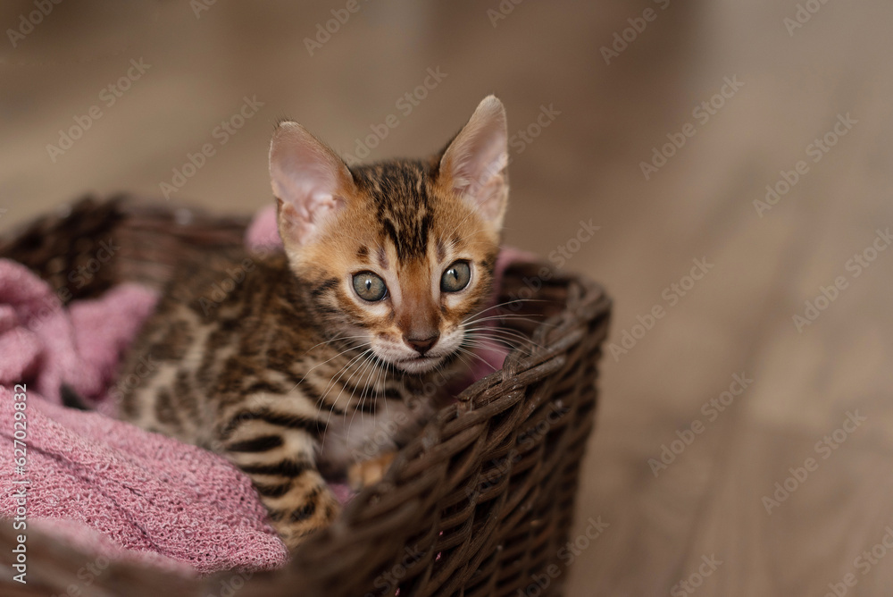 A cute Bengal cat sits in a wicker brown basket and looks at the camera with huge eyes. pets A cute Bengal cat sits in a wicker brown basket and looks at the camera with huge eyes. pets
