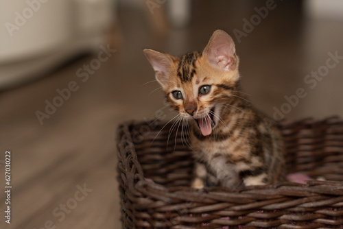 A cute Bengal cat sits in a wicker brown basket and looks at the camera with huge eyes. pets © Ольга Апанасенко