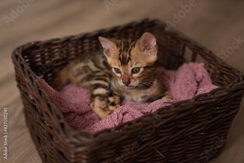 A cute Bengal cat sits in a wicker brown basket and looks at the camera with huge eyes. Pets