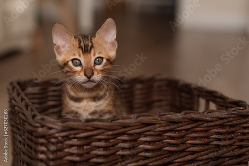 A cute Bengal cat sits in a wicker brown basket and looks at the camera with huge eyes. Pets © Ольга Апанасенко