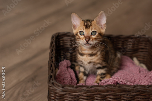 A cute Bengal cat sits in a wicker brown basket and looks at the camera with huge eyes. Pets