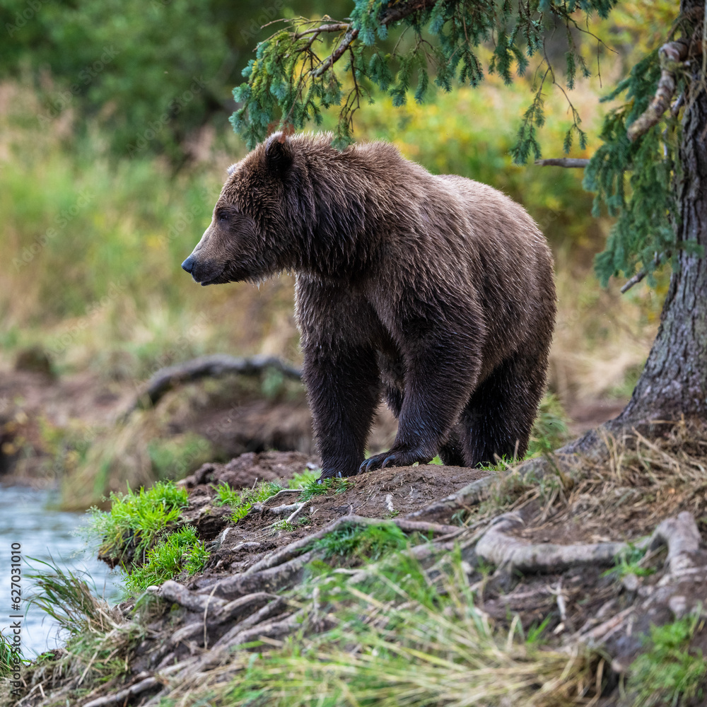Grizzly bear, Brooks Camp, Katmai National Park, Alaska
Grizzly bear, Brooks Camp, Katmai National Park, Alaska