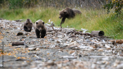 Grizzly bear, Brooks Camp, Katmai National Park, Alaska