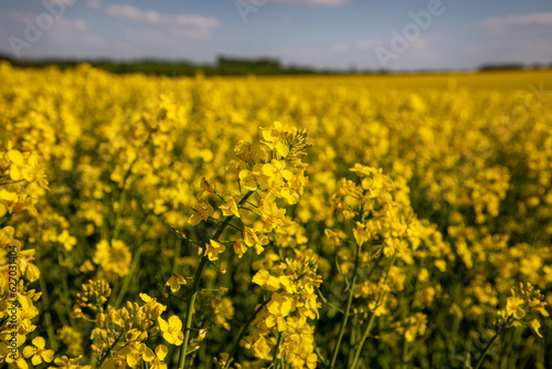 Yellow rapeseed field in the field and picturesque sky with white clouds. Blooming yellow canola flower meadows. Rapeseed crop in Ukraine. © Sergii