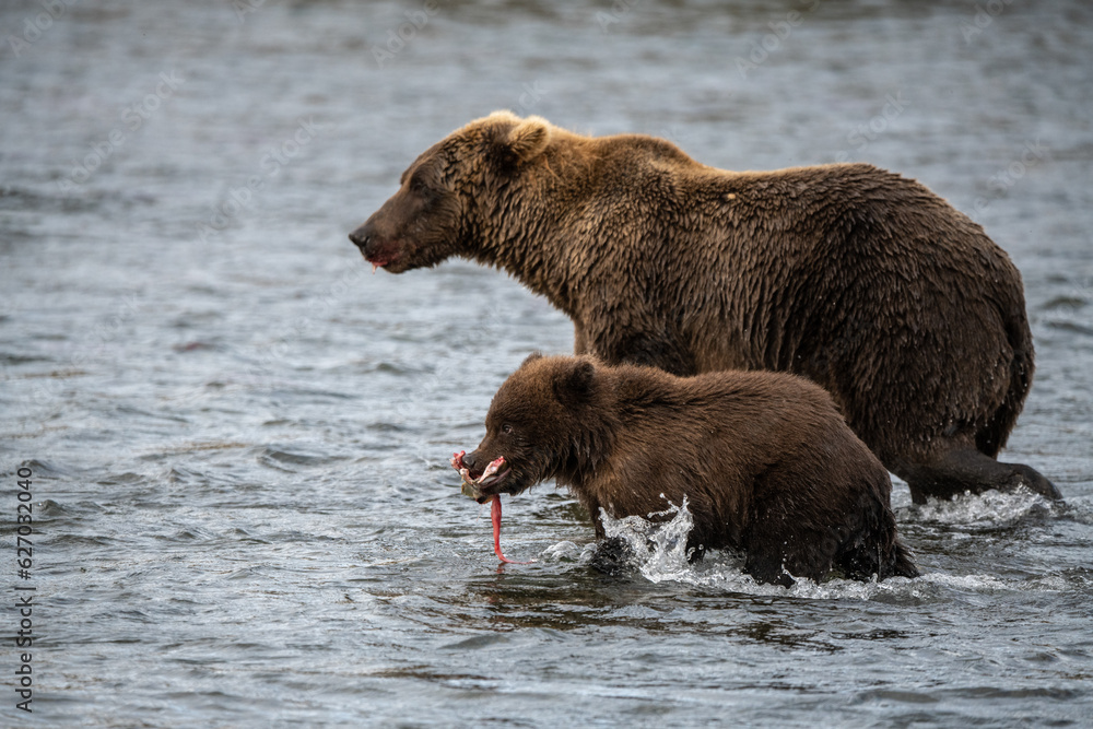 Grizzly bear, Brooks Camp, Katmai National Park, Alaska
Grizzly bear, Brooks Camp, Katmai National Park, Alaska