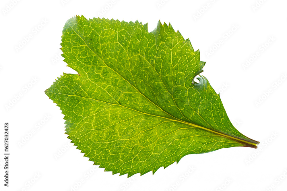 hellebore leaf close up on white background hellebore leaf close up on white background