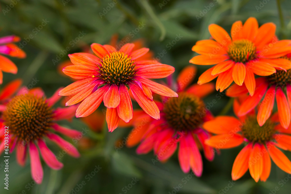 echinacea - coneflowers in the garden - close up echinacea - coneflowers in the garden - close up