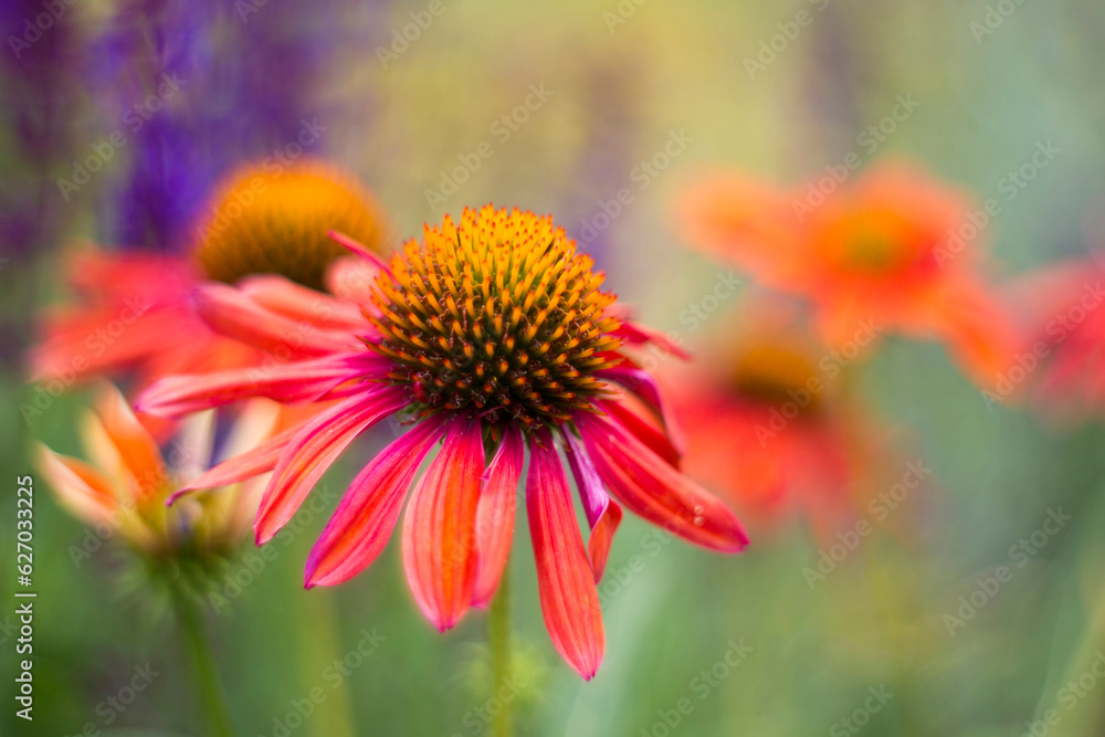 echinacea - coneflowers in the garden - soft focus echinacea - coneflowers in the garden - soft focus