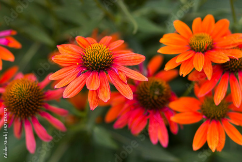 echinacea - coneflowers in the garden -  close up