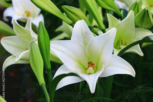 Longflower Lily or Easter Lily or White Trumpet Lily flowers blooming in the garden