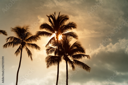 palm trees at sunset © kieferpix