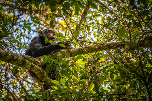 Chimpanzee  Kibale National Park  Uganda 