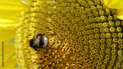 Sunflower Pollination: Captivating Bee Pollen Collection