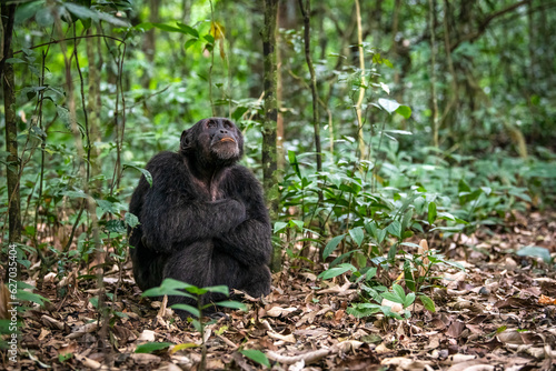 Chimpanzee, Kibale National Park, Uganda 