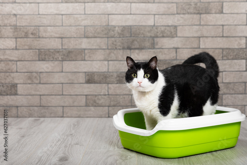 The cat is sitting in a litter box on the floor in a room with gray brick walls. Toilet for pets. Animal care. Cat tray. The cat is in the toilet. Place for text.Copy space.