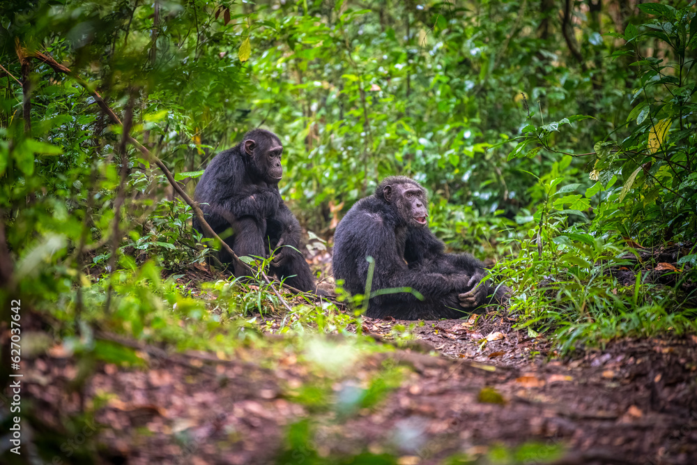 Fototapeta premium Chimpanzee, Queen Elisabeth National Park, Uganda