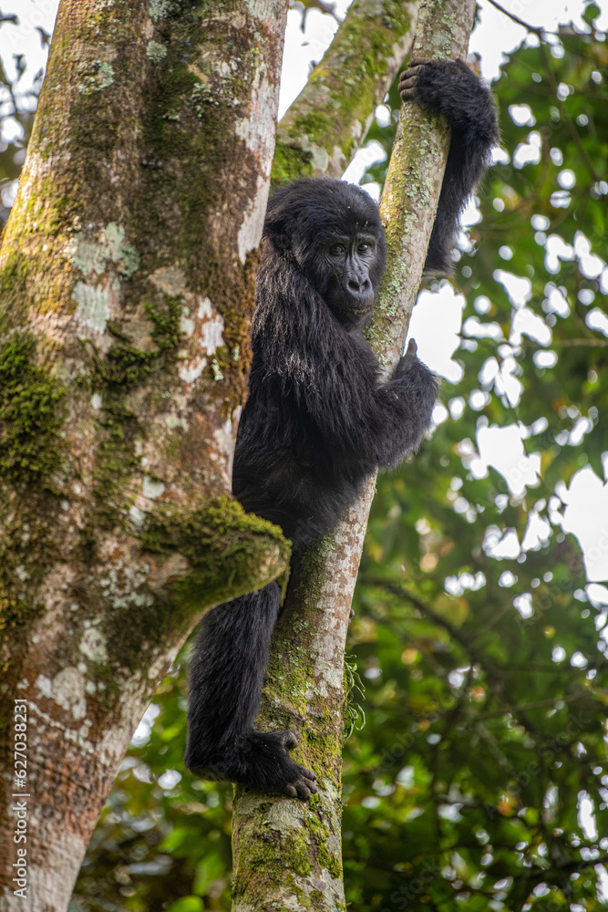 Fototapeta premium Gorilla, Bwindi Impenetrable forest national park, Uganda