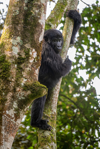 Gorilla, Bwindi Impenetrable forest national park, Uganda  © Sebastien Burel