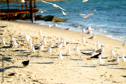 seagulls on the beach