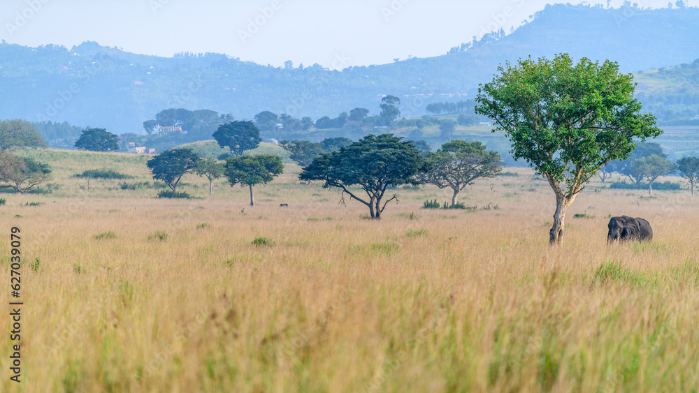 Naklejka premium Elephant, Queen Elisabeth National Park, Uganda