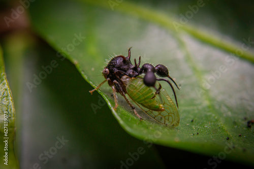 Cicada Dysdercus peruvianus
