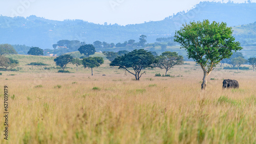 Elephant  Queen Elisabeth National Park  Uganda