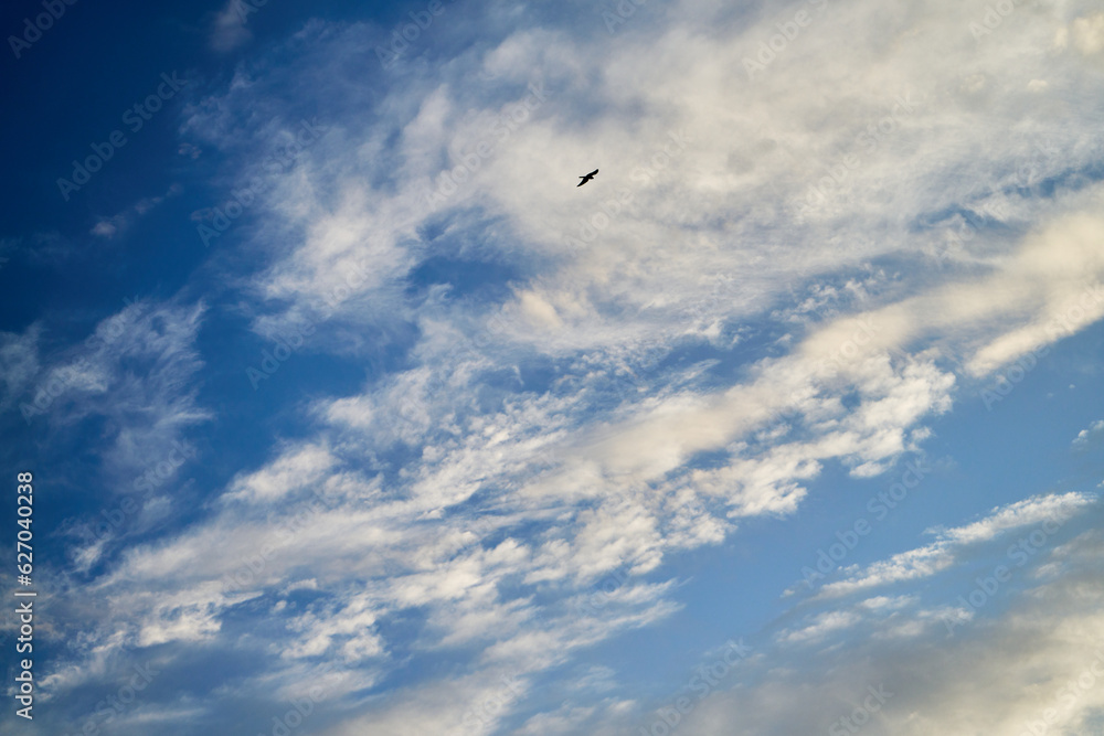seagull flying in the sky