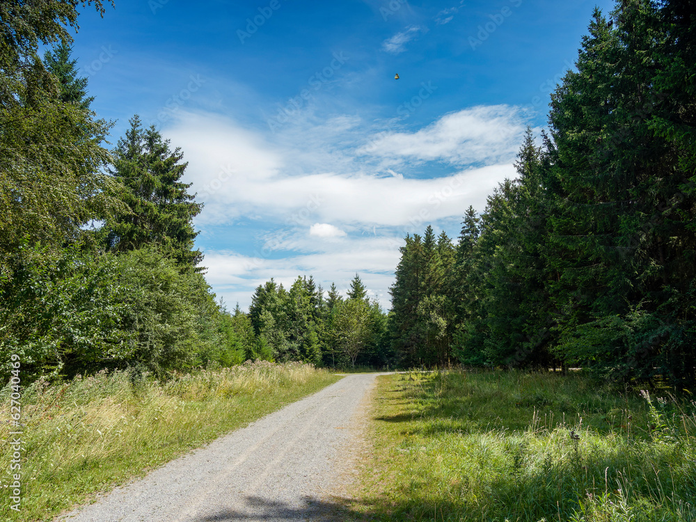 Fototapeta premium Rund im Wald Bernloch. Bondorf im Korngäu. Landkreis Böblingen. Erholungseffekt einer entspannten Naturbegehung - Nonnenweg