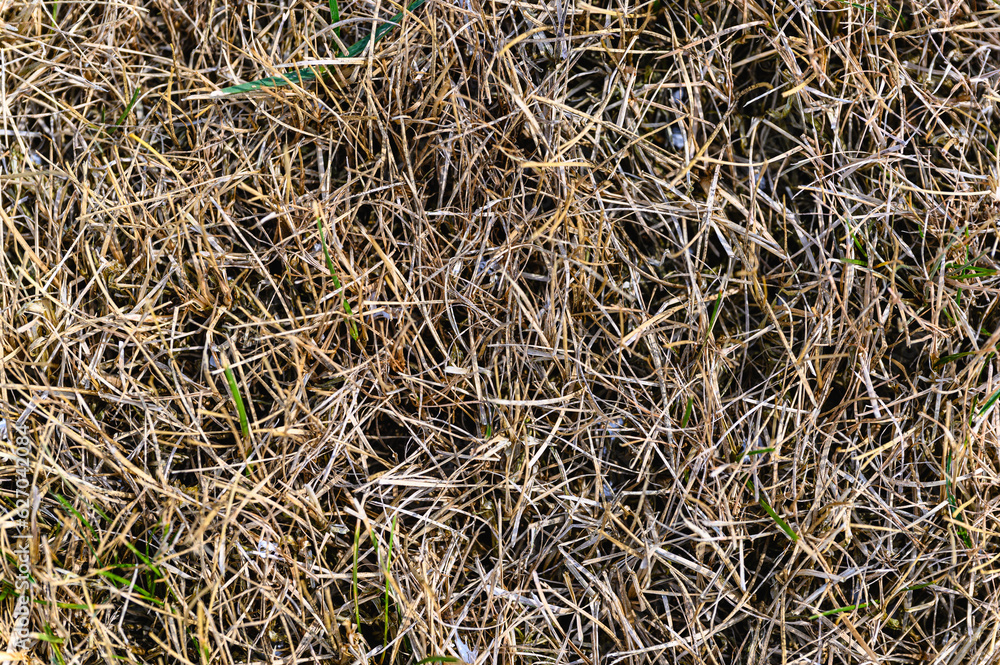 Patchy grass, lawn in bad condition and need maintenance. Patchy grass, lawn in bad condition and need maintenance.