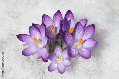 Crocus blue flower blooms on a snow background in a spring sunny day. The primrose bloomed after the winter. © Nadzeya Pakhomava