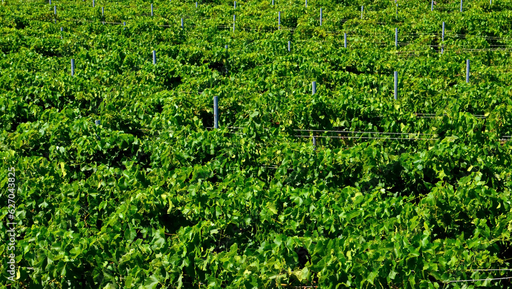 View of a vineyard in Guimar,Tenerife,Canary Islands, Spain.Grape rows with ripening grapes. Harvest concept.Selective focus. View of a vineyard in Guimar,Tenerife,Canary Islands, Spain.Grape rows with ripening grapes. Harvest concept.Selective focus.