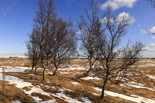 View in the Dverghamrar which is a group of Icelandic basalt organs located in the south of the country, northeast of the locality of Kirkjubæjarklaustur photo