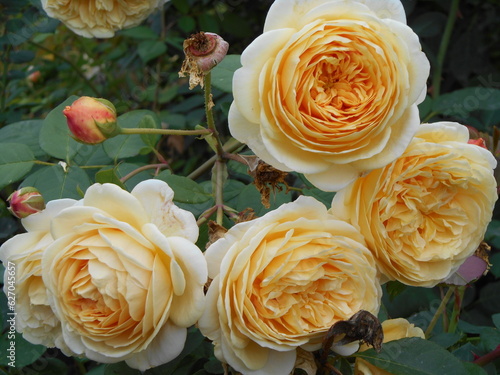 Colorful flowers of decorative roses