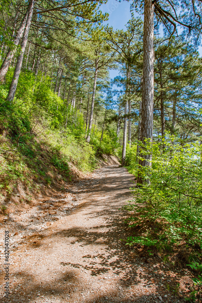 Pine trees on the slope in coniferous mountain forest with steep cliffs, walking path