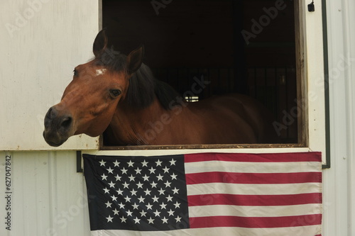 Horse begging for attention through the window with American flag