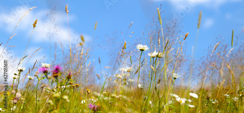 Field of wildflowers on a sunny day. The flowers are predominantly white and pink, with some yellow and purple flowers scattered throughout.