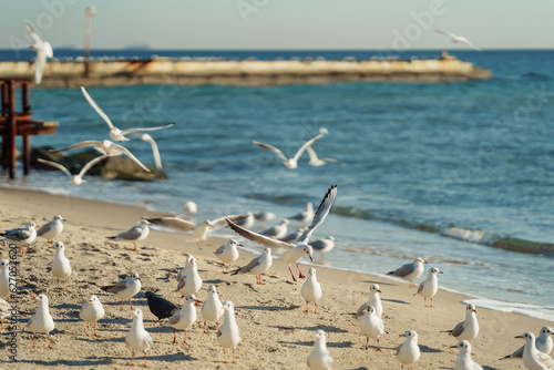 seagulls on the beach