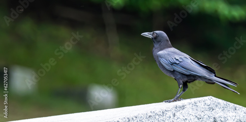 An American Crow on a wall in a cemetery with a blurred background on a sunny summer day photo