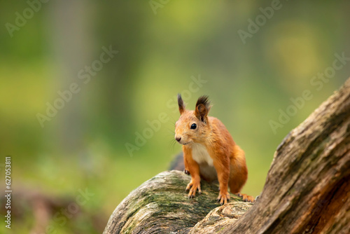 The red squirrel, Sciurus vulgaris, sitting on stump in the scandinavian forest. Squirrel in a typical environment
