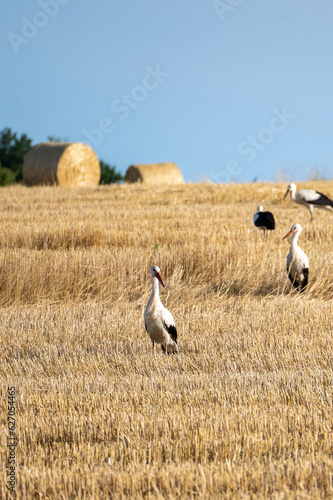 Photos Storks ( Ciconiidae ) on a stubble field between hay bales