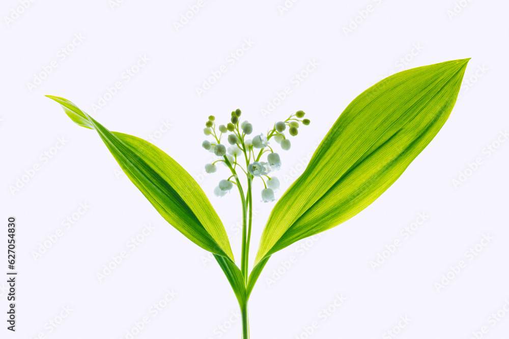 Lily of the valley on a light background. Selective soft focus, backlit illuminated flowers.
Lily of the valley on a light background. Selective soft focus, backlit illuminated flowers.