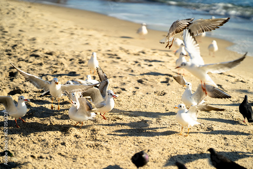 seagulls on the beach